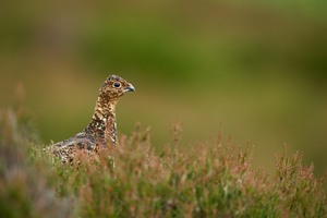 Moorhuhn