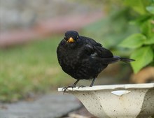 Amsel an Vogeltränke