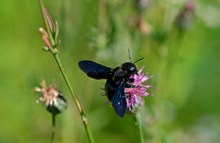 blaue Holzbiene