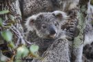 Koala Baby