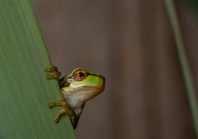 Hyla arborea