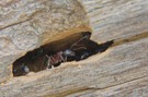 Braunschwarze Rossameise (Camponotus ligniperda)