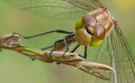 Heidelibelle frontal