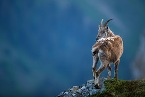 Königin der Berge