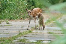 Damwild auf der Panzerstraße 2