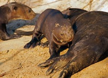 Riesenotter beim Säugen