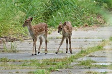 Damwild auf der Panzerstraße 3