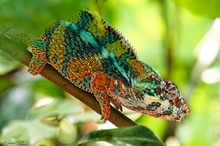 Furcifer pardalis