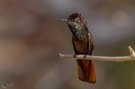 Ruhender Topas-Rubin-Kolibri (männlich)