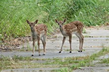 Damwild auf der Panzerstraße 4