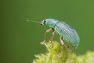 Grüner Rüsselkäfer