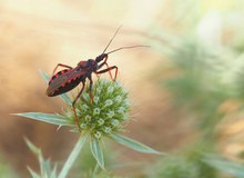 Rote Mordwanze (Rhynocoris iracundus)