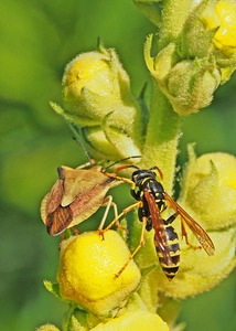 Friedliche   Koexistenz...