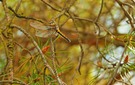 Grosse Moosjungfer im Kieferbaum - immer seltener....