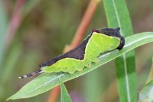 Cerura vinula