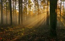 Der morgendliche Duft nach Moosen, Rinde und Waldboden