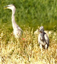 Jagd auf Warmblüter