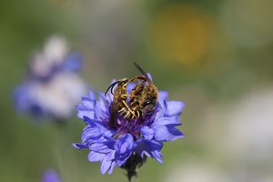 Bienen Yin und Yang