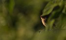 ... Rotschwänzchen im Morgenlicht