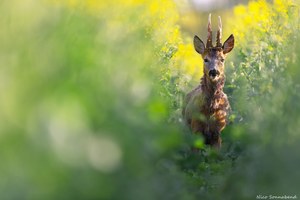 Rehbock im Raps