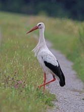 Futtersuche am Feldweg