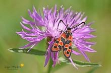 Bergkronwicken-Widderchen (Zygaena fausta)