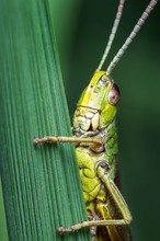 Heuschrecken Portrait