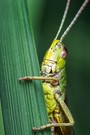 Heuschrecken Portrait