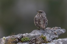 Die Alpenbraunelle