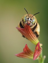 Amegilla garrula