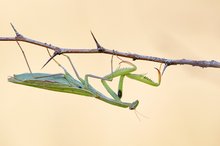 Gottesanbeterin (Mantis religiosa)