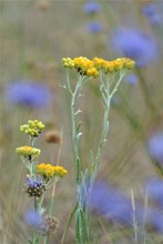 Sand-Strohblume