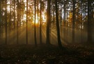Lichtdurchfluteter Morgenwald