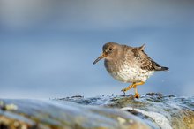 Meerstrandläufer (Calidris maritima)