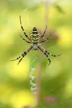 Wespenspinne im Garten