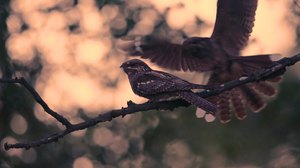 Videoausschnit "Nightjar - successful rearing of 2 boys""