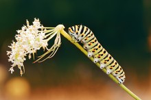 nicht nur der Schmetterling ist wunderschön auch die Raupe