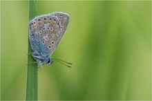 Hauhechel-Bläuling (Polyommatus icarus)