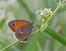 Kleines Wiesenvögelchen (Coenonympha pamphilus)