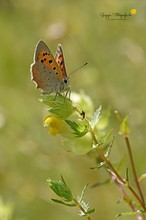 Kleiner Feuerfalter