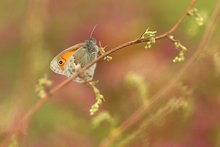 Ein Vögelchen in der Wiese