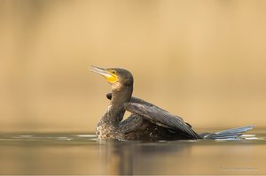 Kormoran vor dem Schwimmversteck