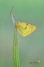Goldene Acht (Colias hyale) oder Hufeisenkleegelbling (Colias alfacariensis)