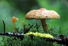 Pilzgemeinschaft