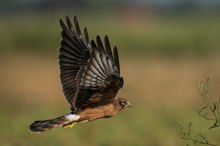 Flugübungen der jungen Wiesenweihen