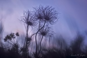 "Blüten im Reifezustand" ...