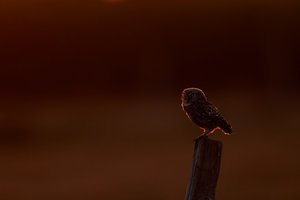 Im Sonnenuntergang