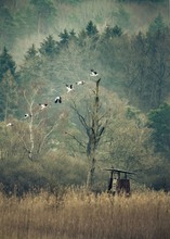 Storchen Take Off im morgendlichen Ried