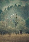 Storchen Take Off im morgendlichen Ried