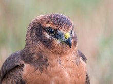 Portait Wiesenweihe Jungvogel